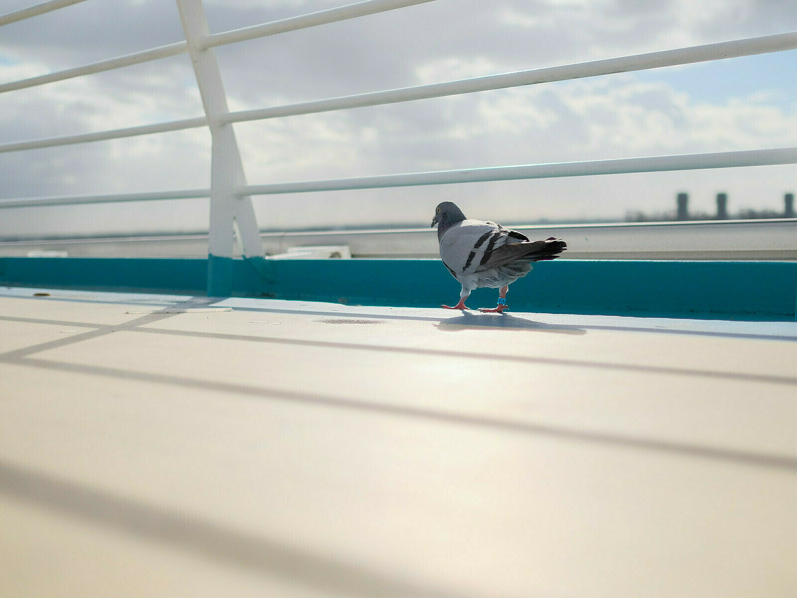 Dove on deck