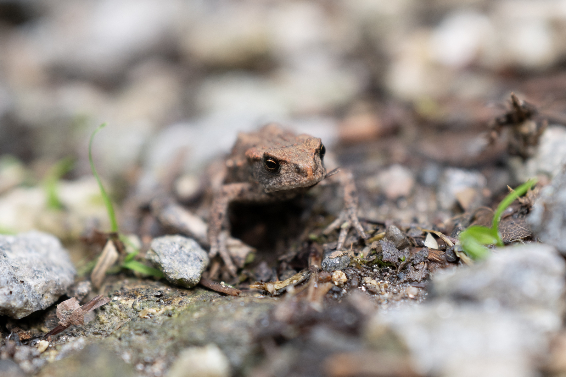 Close-up shot of a small frog seen on a forest path in the Black Forest. The frog‘s colours are various shades of brown. It’s quite small, not even 5 cm in length. The photo was taken with a wide aperture rendering only the head and front legs of the frog in sharp detail. 