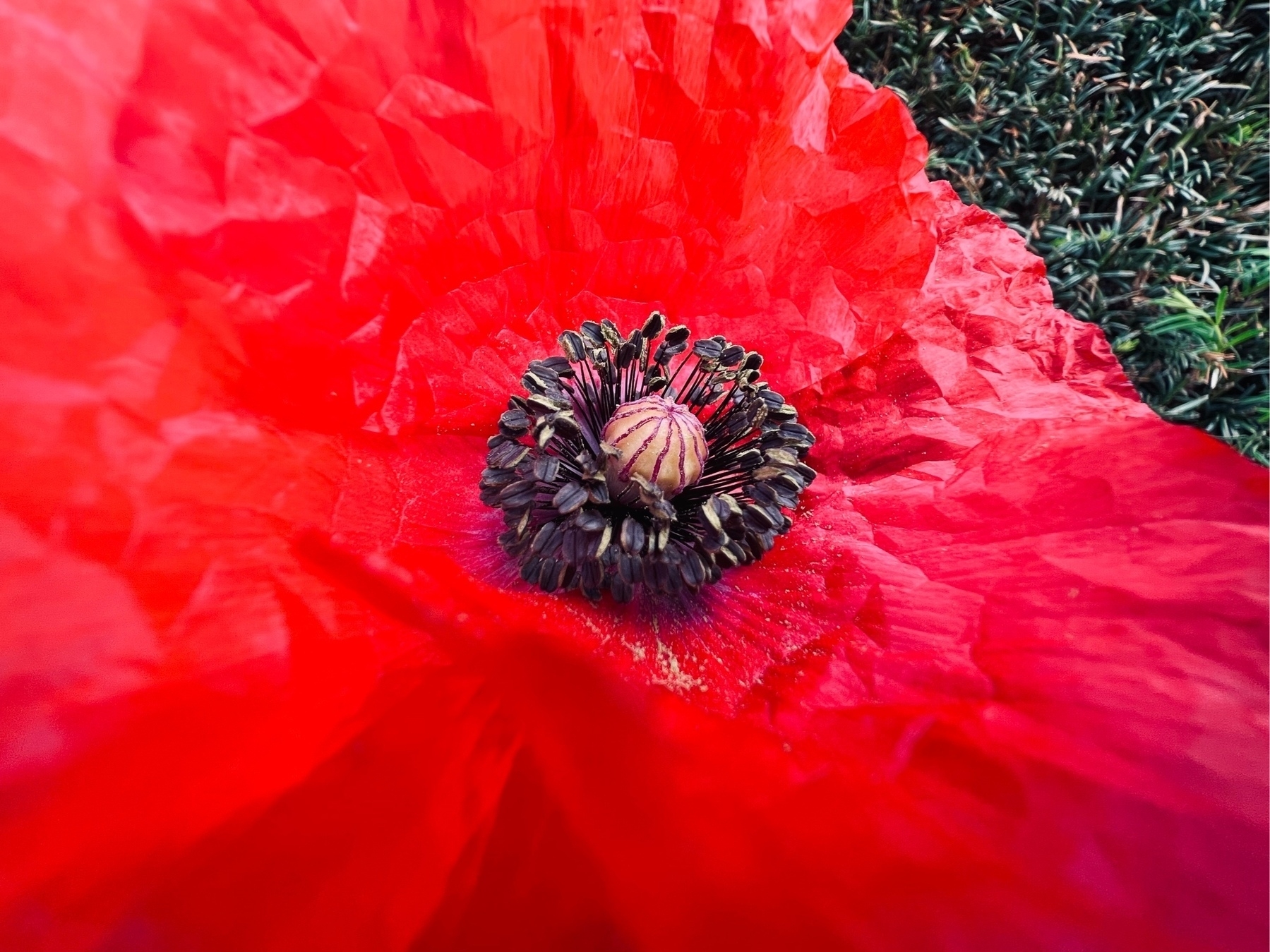 Closeup of the center of a red poppy. The majority of the frame is taken up by the red petals of the flower, with a green bush seen in the backgrpund in the top right corner. 