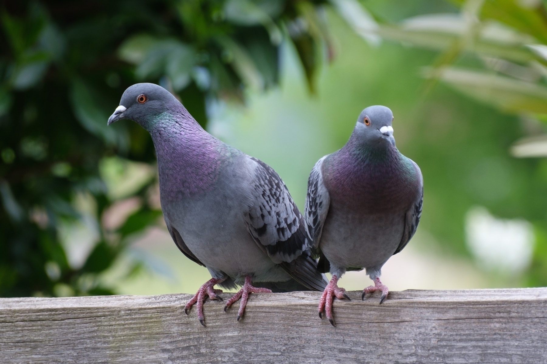 Two common pigeons sitting on a weathered wooden fence looking in opposite directions. The background is blurred greenery