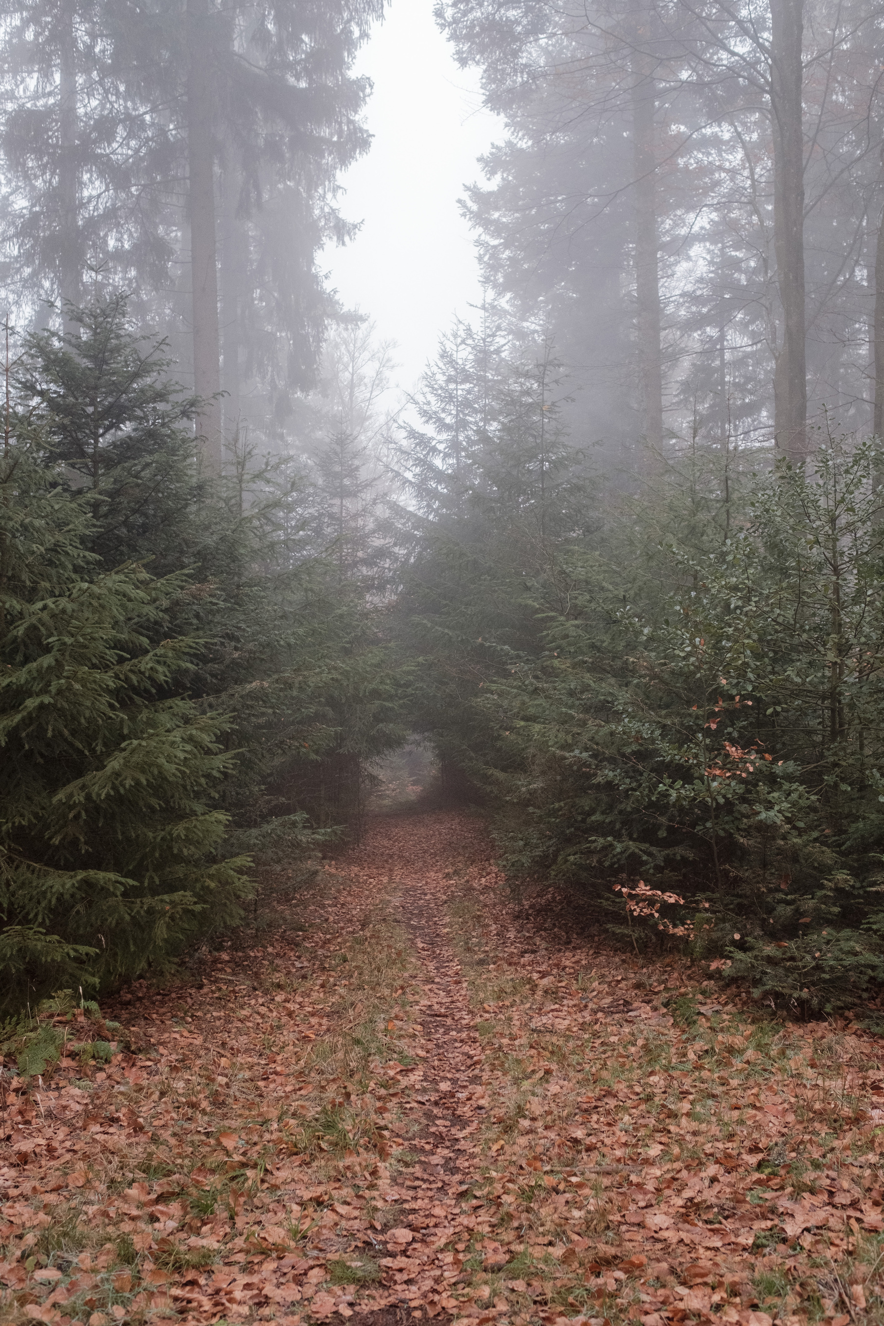 A path covered in brown leaves stretching into the distance. Coniferous trees, roughly 4 metres high flank the path as it disappears into mist in the distance. Higher trees are visibile in the background.