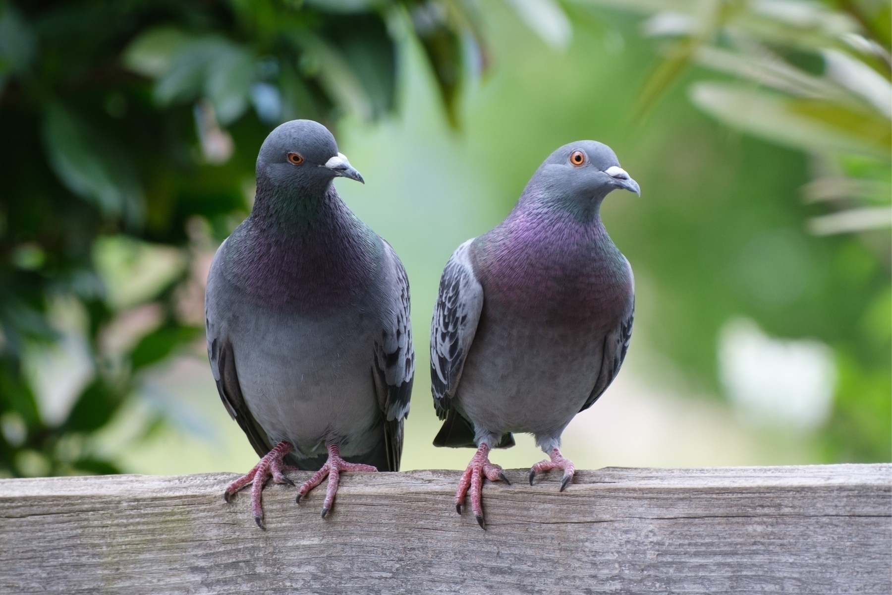 Two common pigeons sitting on a weathered wooden fence looking to the right. The background is blurred greenery.